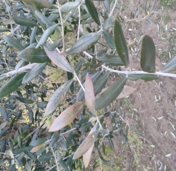 Danni da neve e gelo nelle olivete: come intervenire con le potature